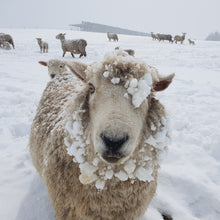 Load image into Gallery viewer, Snow Fleece South Island Wool
